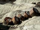 Petrified Forest NP